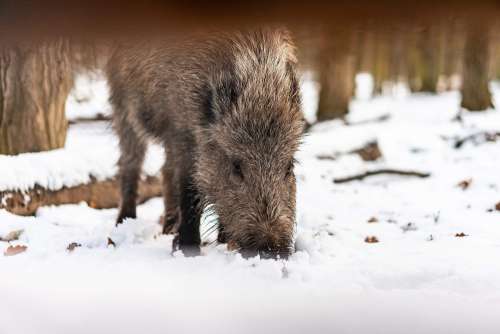 Wild Boar in Snow