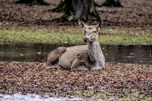 A Female Deer Białowieża Doe Poland