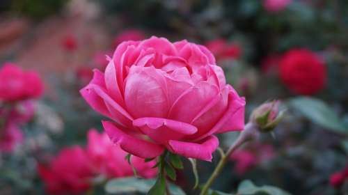 A Rose Romance Beauty Aroma Pink Bloom Pink Roses