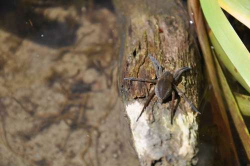 A Water Spider Bagnik Spider Water Insect Arachnid