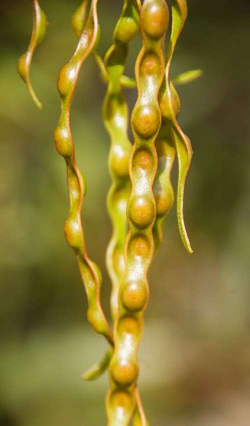 Acacia Wattle Seeds Pods Australian Native Tree