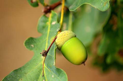 Acorn Oak Seedpod Tree Foliage Green Nature
