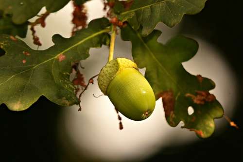 Acorn Nut Oak Tree Tannin Food Nutrition Green