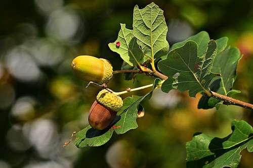 Acorn Nut Oak Tree Tannin Green Twig Branch