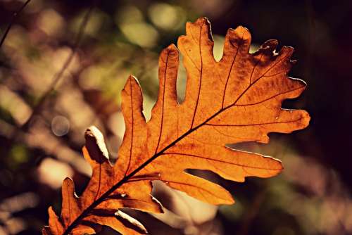 Acorn Leaf Autumn Color Vein Pattern Fall