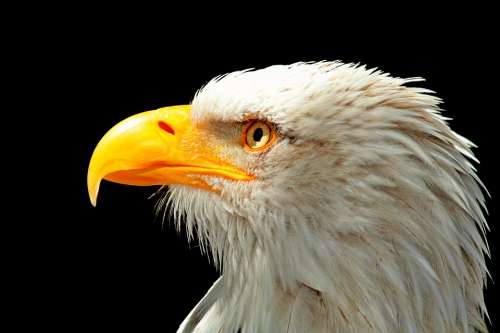 Adler Bald Eagle Raptor Bird Bird Of Prey Bill
