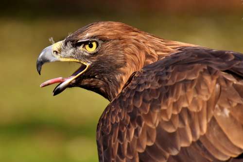 Adler Raptor Bird Of Prey Animal Bill