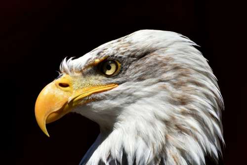 Adler Bald Eagle Bird Raptor Bird Of Prey Bill