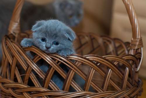 Adorable Animal Basket Cat Cute Kitten Kitty