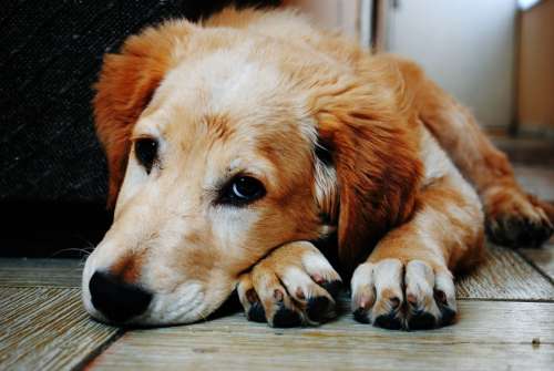 Adorable Animal Canine Cute Dog Furry Pet