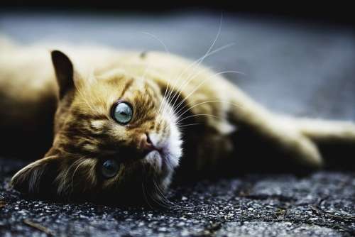 Adorable Cat Animal Domestic Feline Fur Kitten