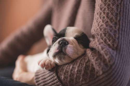 Adorable Animal Canine Cute Dog Pet Puppy Sleep