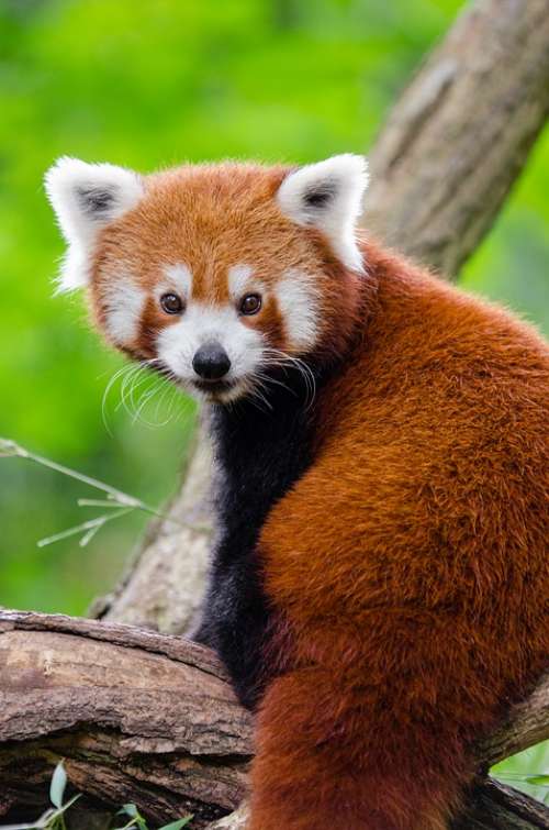 Adorable Red Panda Animal Cute Furry Outdoors