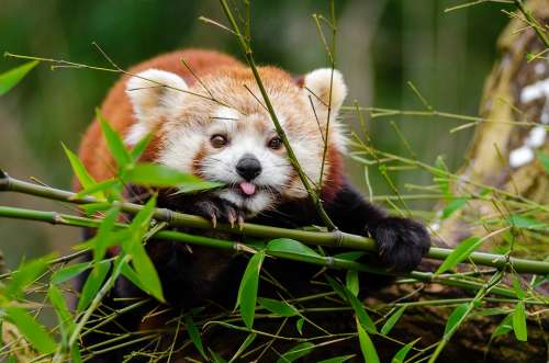 Adorable Red Panda Animal Cute Leaves Plants