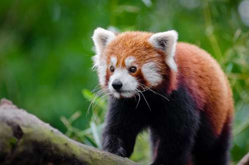 Adorable Red Panda Animal Carnivore Close-Up Cute