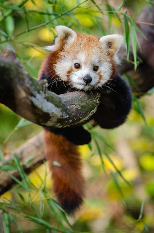 Adorable Red Panda Animal Baby Blur Branch Cute