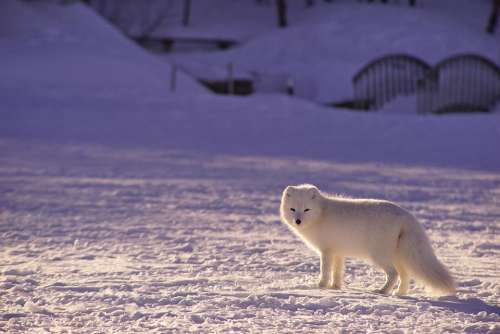 Adorable Arctic Fox Animal Blur Canine Carnivore