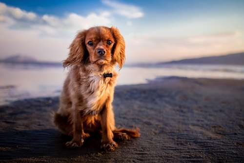 Adorable Animal Beach Canine Cute Dog Hairy Pet