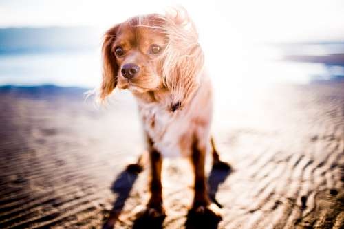 Adorable Animal Blur Canine Close-Up Cute Dog