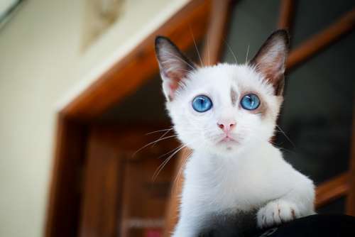 Adorable Animal Blue Eyes Blur Blurry Cat