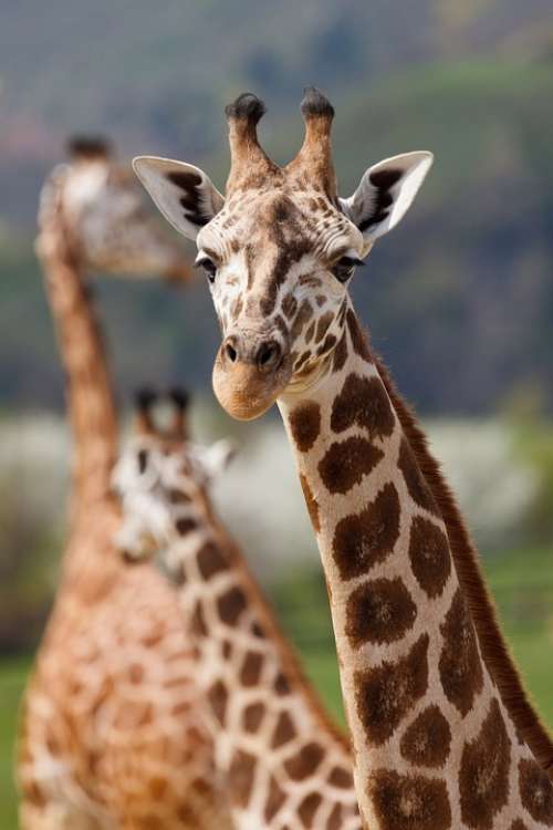 Africa Giraffes African Animal Big Brown Ears