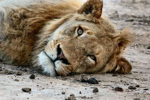 Africa Animal Close-Up Lion Macro Zoo