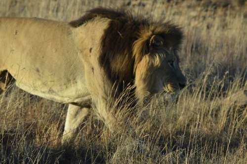 Africa Lion Predator Carnivore Mammal Wilderness