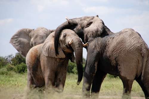 Africa Elephant Words Animal Savanna