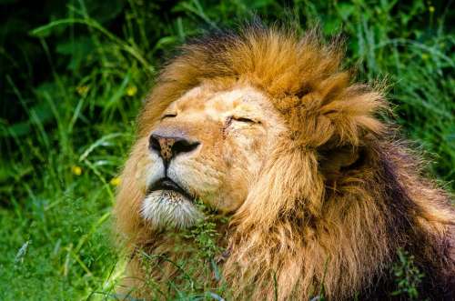 African Lion Lion Male Mane Lazy Cat Animal