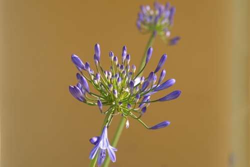 Agapamptus Flower Blossom Bloom Garden Plant