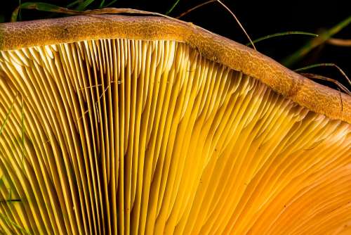Agaric Mushroom Disc Fungus Yellow Lamellar