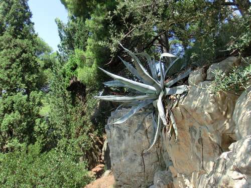 Agave Succulent Plant Croatia Stone Island Of Krk