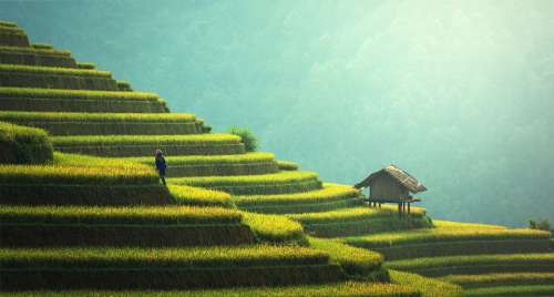 Agriculture Rice Plantation Thailand Rice