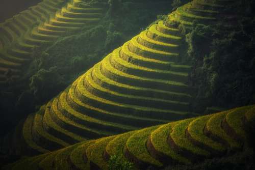 Agriculture Vietnam Rice Plantation Thailand