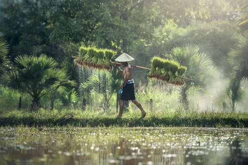 Agriculture Rice Harvesting Asia Cambodia Grain