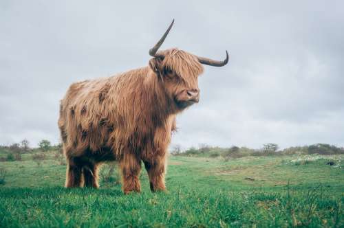 Agriculture Beef Bull Cattle Countryside Animal