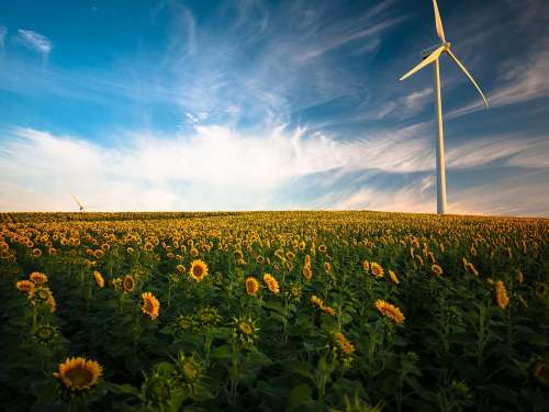 Agriculture Sunflower Field Wind Energy