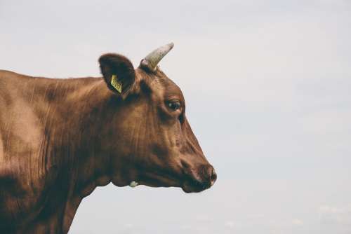 Agriculture Animal Cow Cattle Livestock Farm Horn
