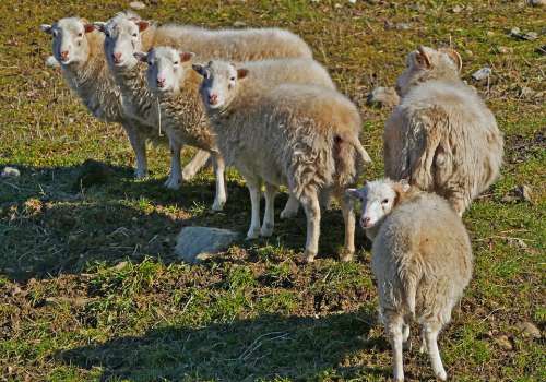 Agriculture Nature Animals Sheep Pasture Sun