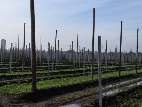 Agriculture Fruit Orchard Planting Fruit Tree