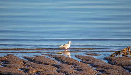 Agua Bird Nature Animal Mar Wings Beach Birds