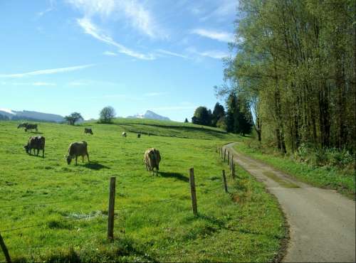 Allgäu Away Nature Ruins Green Blue Sky Grass