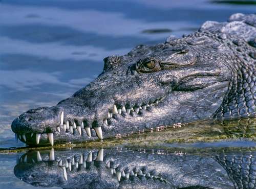Alligator Animal Close-Up Crocodile Dangerous