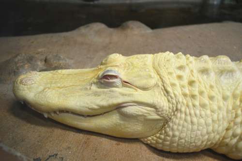Alligator Albino Zoo White Reptile Animal Nature