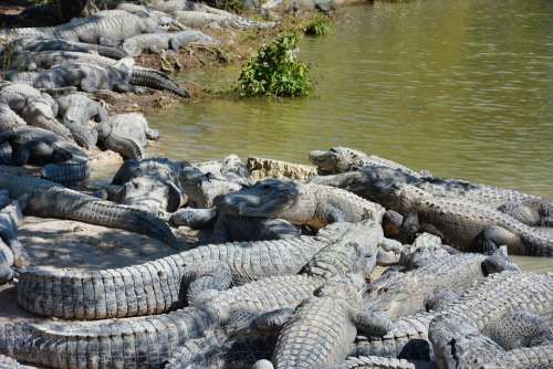 Alligators Wild Crocodile Predator Nature Wildlife