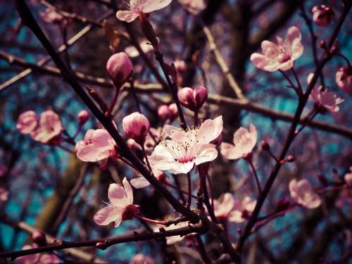 Almond Blossom Steinobstgewaechs Flowers Bloom