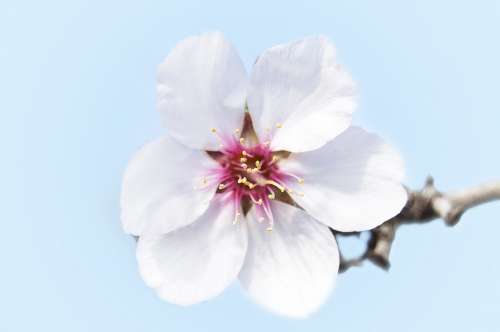 Almond Flower Petals White Flower Flowering