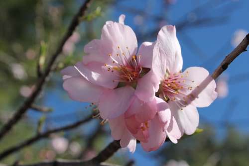 Almond Flower Flowering Pollen Insects Sky Field