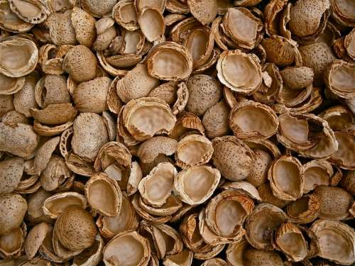 Almonds Shells Empty Cracked Nature Texture
