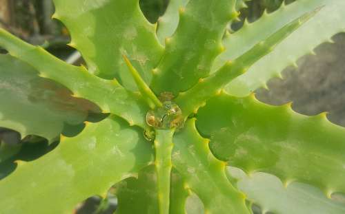 Aloe Flower Green